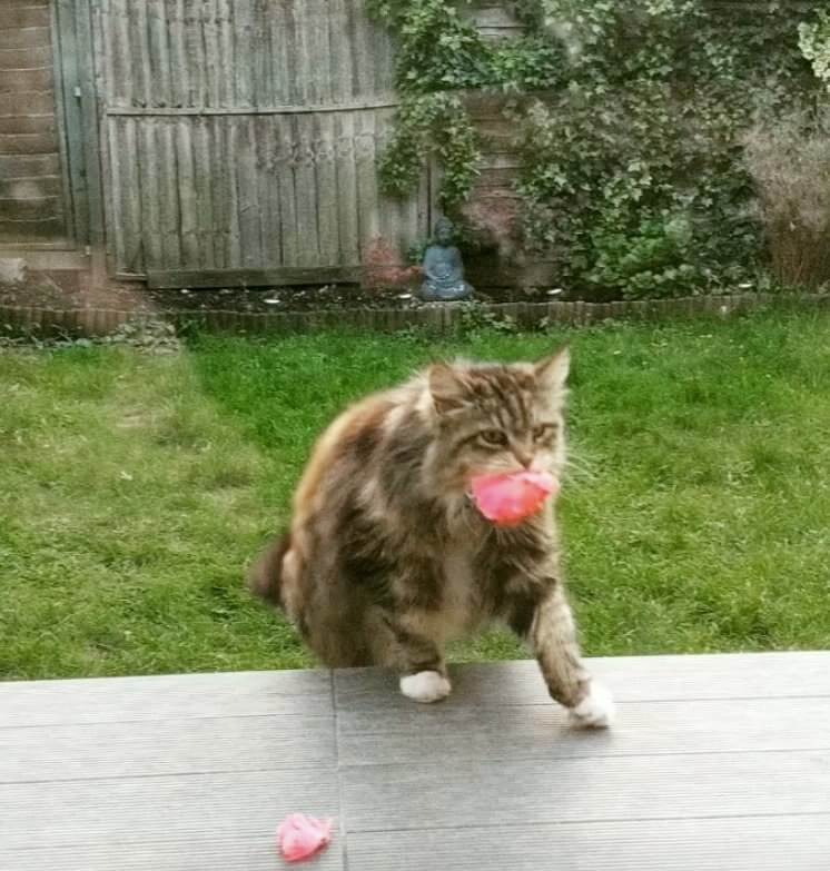 Cat with flower in her mouth